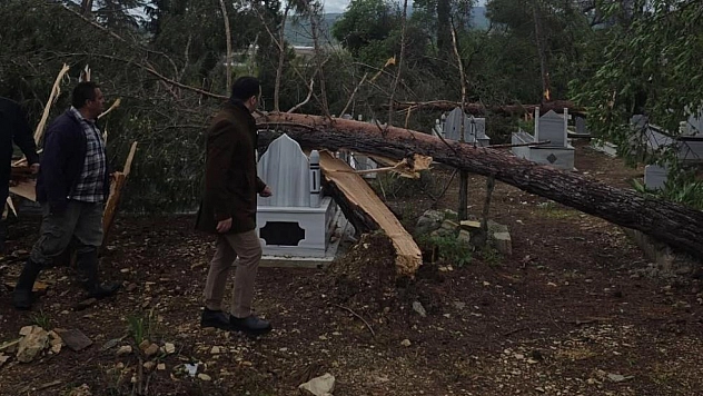Fırtına da ağaçlar devrildi