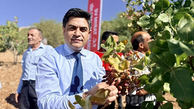 Fıstık hasadı başladı