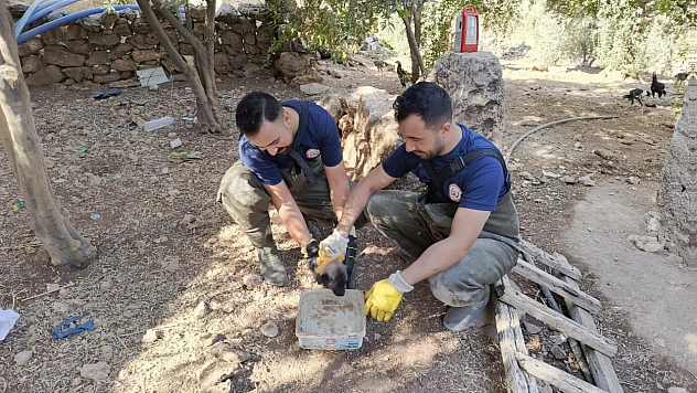 Foseptik çukuruna düşen köpek yavrusu kurtarıldı