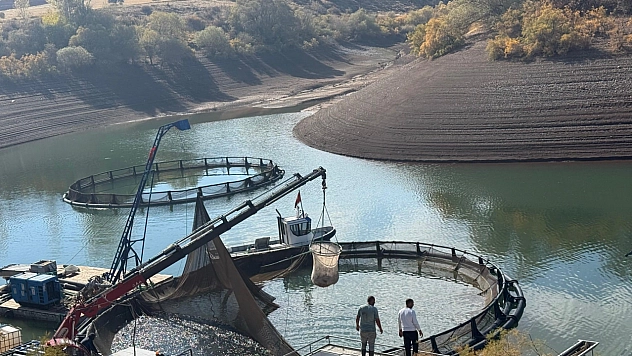 Gölde 200 tonluk balık hasadı