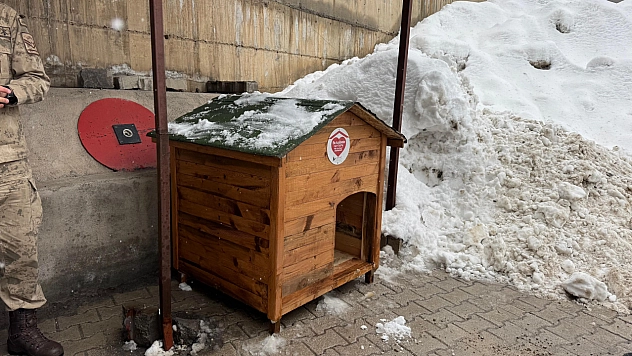 Gönüllülerde sokak hayvanları için barınak ve mama desteği