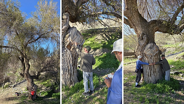 Gövdesi 4.5 metre, Boyu 18 metre,250 yaşında…