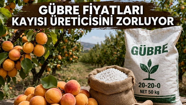 Gübre fiyatları kayısı üreticisini zorluyor