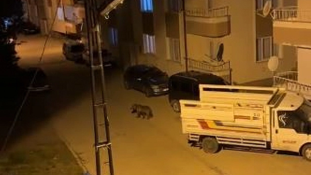 Gündüz arazide gece ise sokaklarda vatandaşların kabusu oldu