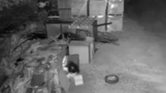 Güvercin hırsızları kameralara yakalandı