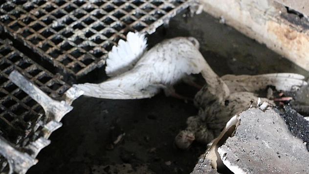 Güvercin otelinde yangın: 100'den fazla kuş telef oldu