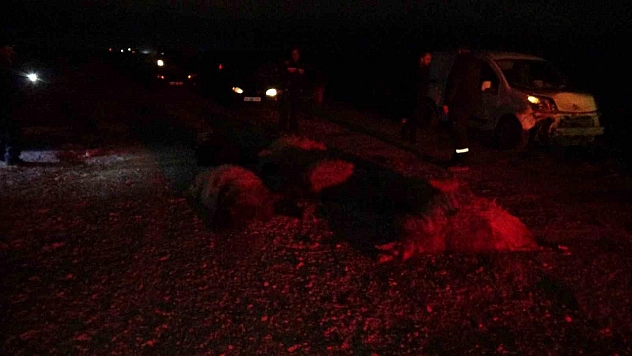 Taksi sürüye daldı koyunlar telef oldu