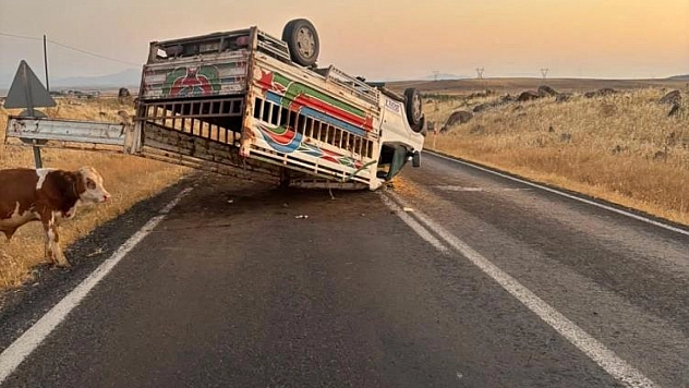 Hayvan yüklü kamyonet devrildi