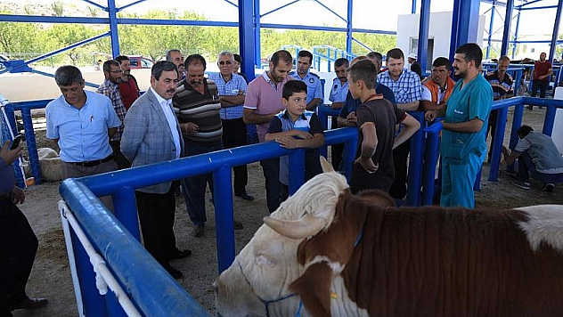 Hayvan pazarını inceledi