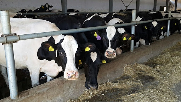 Bakanlık açıkladı! Hayvancılık ve gıda sektörüne destek verilecek