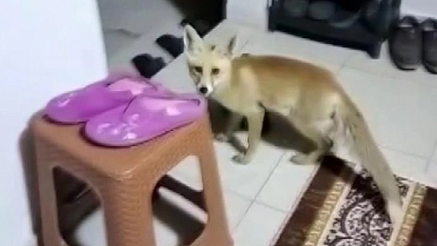 Her akşam gelip kedilerle aynı kaptan mama yiyor
