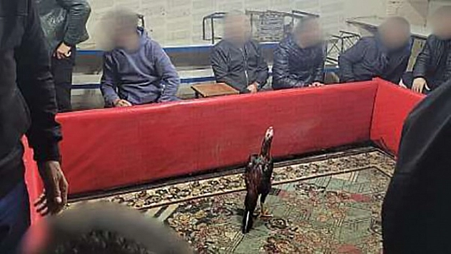 Horoz dövüşüne suçüstü operasyon: 60 kişi yakalandı