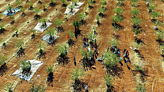 İdil'de fıstık hasadı başladı