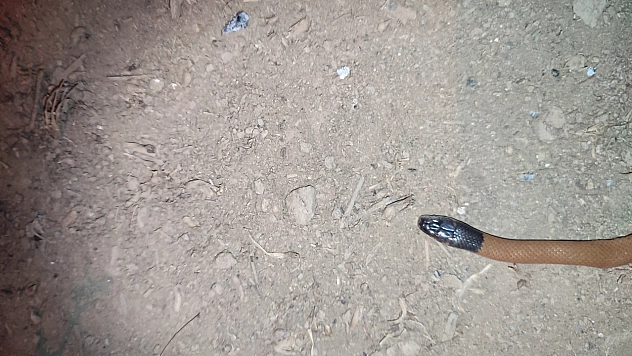 İlk defa endemik yılan türü bulundu