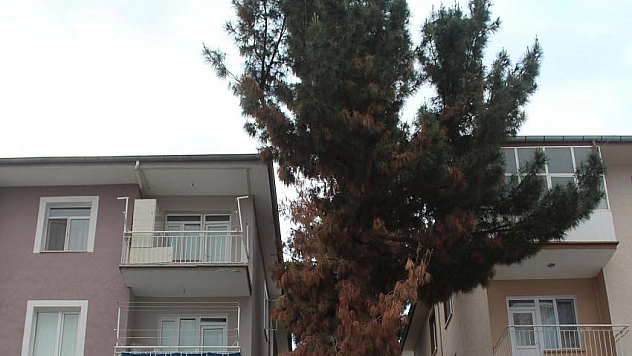 İran çamı tutmadı