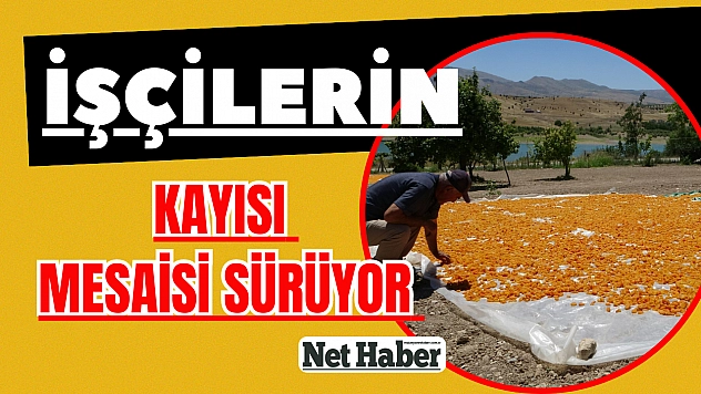 İşçilerin kayısı mesaisi sürüyor
