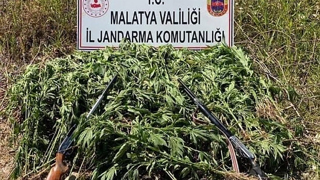 Jandarma'dan kenevir operasyonu