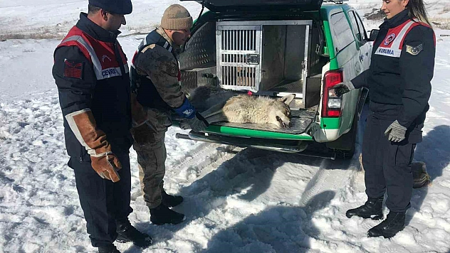 Yaralı kurda, jandarma sahip çıktı
