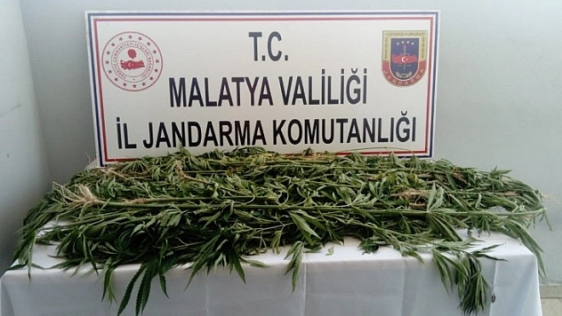 Kenevir ele geçirildi