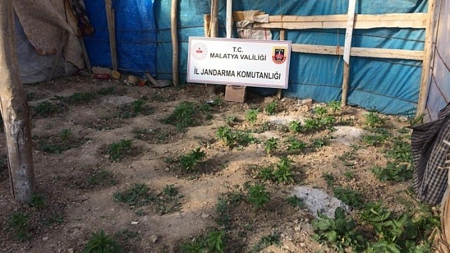 Kenevir operasyonu
