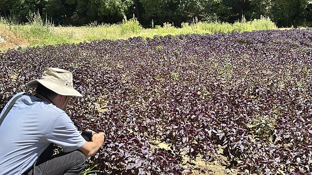 Japonların gözü Arapgir'in mor reyhanında! Adım adım tüm süreci incelediler
