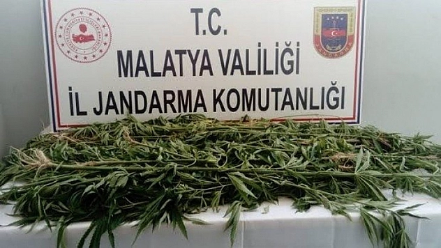 Kaçak kenevir ele geçirildi