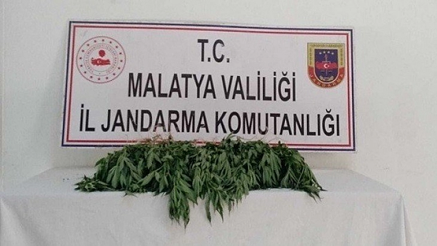 Kaçak kenevire gözaltı
