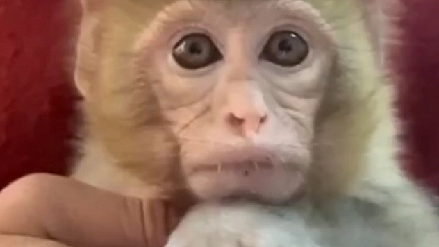 Kaçak Makak maymun yavrusu kurtarıldı