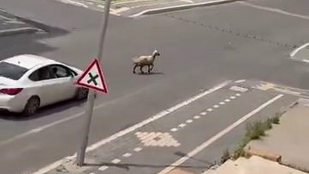 Kaçan kurbanlık trafiği birbirine kattı