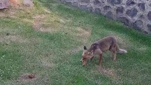 Kadınlar tilkiye kadayıf dolması yedirdi