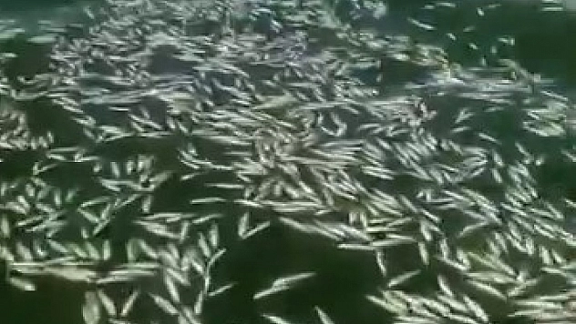 Kahramanmaraş'ta balık ölümleri