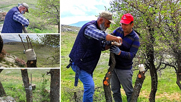 Kahramanmaraş ve Gaziantep'ten getiriliyor... Malatya'da hazine arazilerinde kullanılıyor…