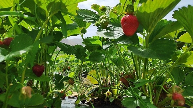 Kale ilçesi Çilek ile gülecek
