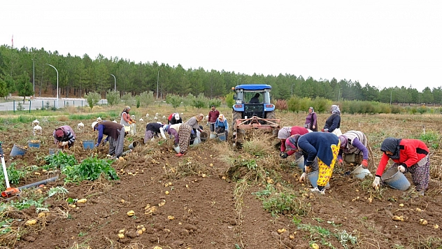 Kampüste hasat: Gelirler yemek bursuna dönüştü