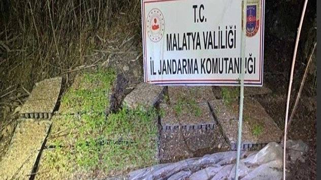 Kamu arazisine hint keneviri ektiler