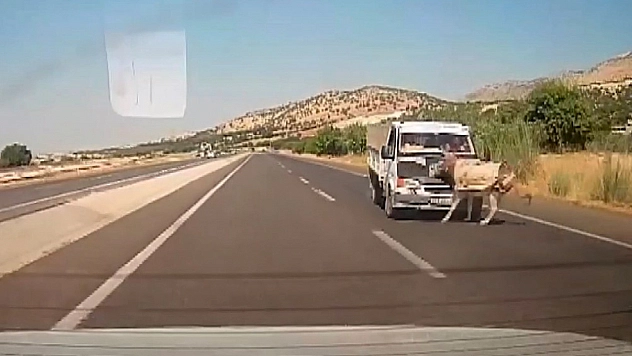 Kamyonetin çarptığı eşek metrelerce havaya fırladı