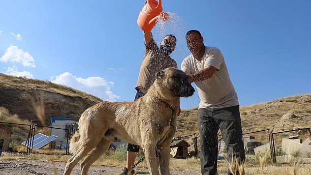 Kangal köpekleri sıcakta ciddi sağlık sorunları yaşayabilir