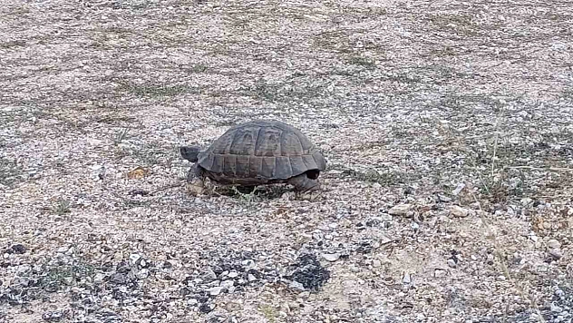 Malatya'da kaplumbağa için trafiği durdurdular!