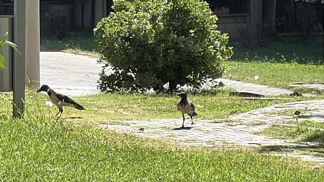 Kargalar parkı mesken tuttu
