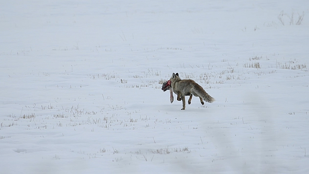 Karlı arazide tilki avlanırken görüntülendi