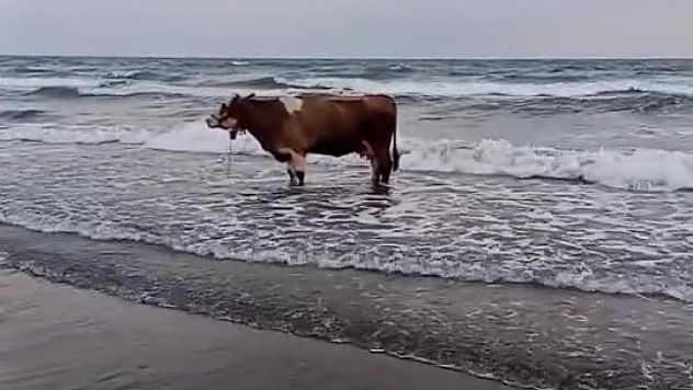 Kavurucu sıcaktan bunalan inek soluğu denizde aldı
