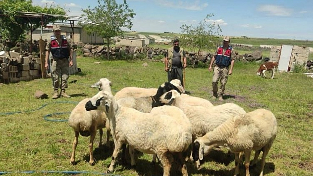 Kaybolan kurbanlıklar dron ile bulundu