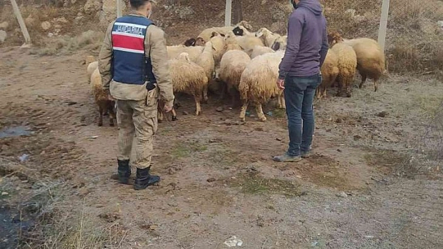 Koyunları jandarma buldu