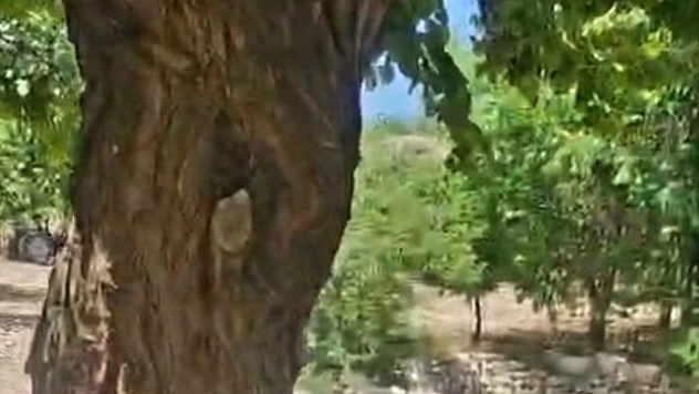 Malatya'da şaşırtan olay: Bahçesindeki ağacı arılara kaptırdı!