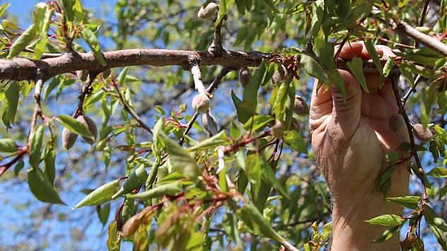 Kayısı bahçelerinde yeni dönem: Parsel parsel uygulanacak!