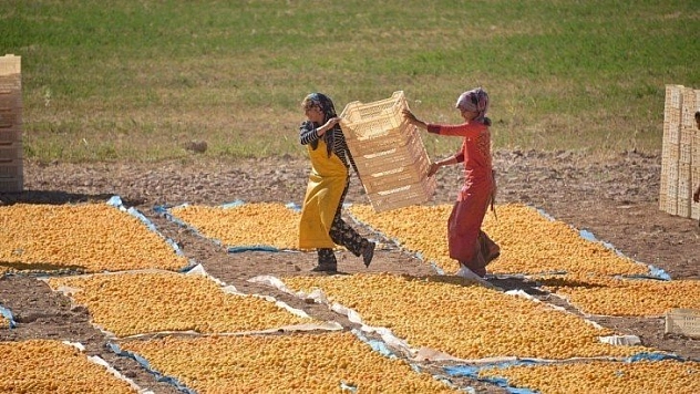 Kayısıda yeni dönem
