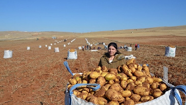 Patates hasadı tamamlandı