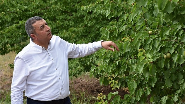 Kayısı fiyatlarında artış beklentisi