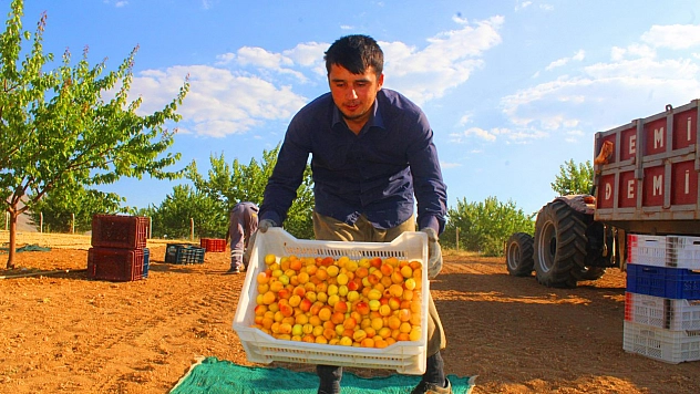 Kayısı hasadı devam ediyor