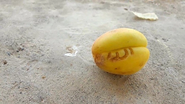 Kayısıda 'Allah' yazısı